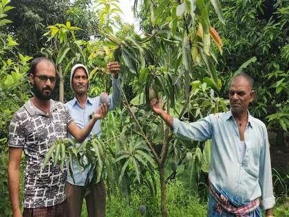 Here is the world's most expensive mango orchard, tight security with CCTV, one mango costs a whopping... | इथे आहे जगातील सर्वात महागड्या आंब्यांची बाग, CCTV सह कडेकोट सुरक्षा, एका आंब्याची किंमत तब्बल...