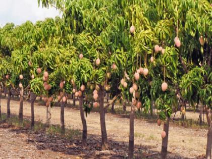 15 lakh sanctioned for losses to mango growers in Ratnagiri | रत्नागिरीतील आंबा बागायतदारांना नुकसानापोटी १५ लाख मंजूर