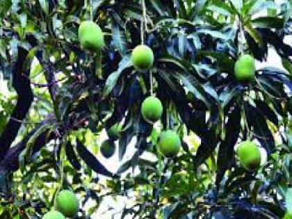 Threat of thrips on mango, production threatened | आंब्यावर थ्रीप्सचे संकट, उत्पादन धोक्यात; संशोधन होत नसल्याने नाराजी