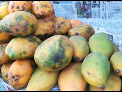 Use of chemicals to ripe mangoes! | आंबे पिकविण्याकरिता होतोय ‘केमिकल्स’चा वापर!