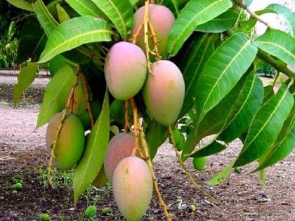 Due to climate change, the picture of mango crop remains unclear | हवामानातील बदलामुळे आंबा पिकाचे चित्र अस्पष्टच, आंब्यांची चव चाखण्यासाठी प्रतिक्षा करावी लागणार