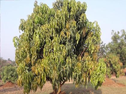 As soon as the season begins mangoes are affected by climate change | हंगाम सुरु होतानाच आंब्याला हवामानातील बदलाचा फटका, मोहर लांबणीवर