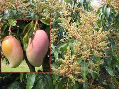 Horticulture in Konkan affected by changing climate, Heat wave threatens mangoes | हवामानामुळे 'कोकणचा राजा' हवालदिल, उष्णतेच्या लाटेने आंब्याला धोका