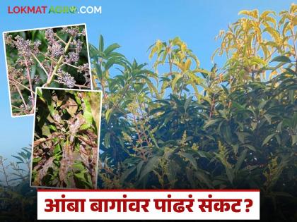 latest news Mango Pest Management: Cloudy weather; White powdery mildew on mango flowers? Know in detail | Mango Pest Management : ढगाळ वातावरणाचा घात; आंब्याच्या फुलांवर पांढऱ्या भुरीचं सावट? जाणून घ्या सविस्तर latest news Mango Pest Management: Cloudy weather; White powdery mildew on mango flowers? Know in detail | Mango Pest Management : ढगाळ वातावरणाचा घात; आंब्याच्या फुलांवर पांढऱ्या भुरीचं सावट? जाणून घ्या सविस्तर