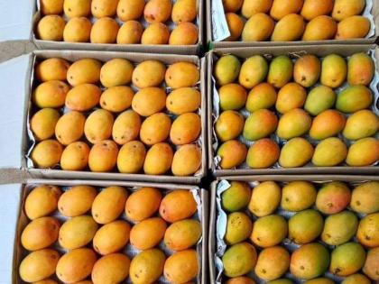 Hapus also had Corona's kid; Mango growers lose 50% of their livelihood | फळांचा राजा आंब्यावरही कोरोनाची वक्रदृष्टी, हापूस उत्पादकांना मोठा फटका