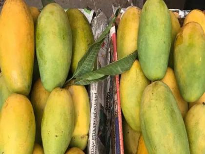 The mango season is in its final stages; Incoming of Totapalli, Neelam, Dussehra Mangoes only | आंब्याचा हंगाम शेवटच्या टप्प्यात; केवळ तोतापल्ली, नीलम, दशेरी आंब्याची आवक