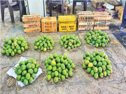 Eat your fill of Hapus this year, 380 boxes of Hapus inflow; A record 12,000 per box | यंदा खा पोटभर हापूस, ३८० पेट्या हापूसची आवक; पेटीला विक्रमी १२ हजार भाव