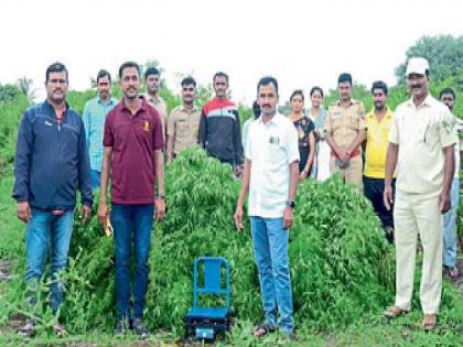 Cultivation of ganja in pomegranate garden, 133 kg of ganja seized in Manikanal of Sangli district | सांगली: डाळिंब बागेत गांजाची लागवड, माणिकनाळमध्ये १३३ किलो गांजा जप्त