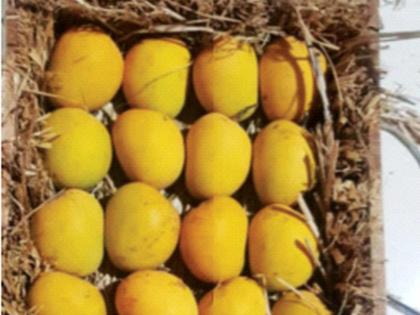 Declining mango production pushed up prices | आंब्याचे उत्पादन घटल्याने भाव वाढले; डझनाला मोजावे लागतात १००० ते १५०० रु.