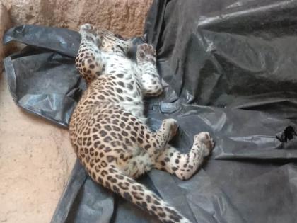 Leopard cub found dead | रत्नागिरी : बिबट्याचे पिल्लू सापडले मृतावस्थेत, पिल्लाची आई जवळपास असण्याची शक्यता