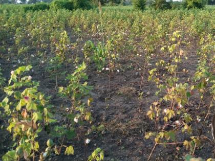 Influence of disease on cotton in Manora taluka | मानोरा तालुक्यात कपाशीवर ‘मर’ रोगाचा प्रादुर्भाव