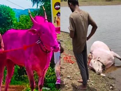 Bullock cart falls into water after being thrown by bullock bullock drowns in Manpadle Kolhapur district | Kolhapur: मानपाडळ्याच्या तलावात बुडून बैलाचा मृत्यू, बेंदूर सणाच्या तोंडावरच शेतकऱ्यावर कोसळला दु:खाचा डोंगर Bullock cart falls into water after being thrown by bullock bullock drowns in Manpadle Kolhapur district | Kolhapur: मानपाडळ्याच्या तलावात बुडून बैलाचा मृत्यू, बेंदूर सणाच्या तोंडावरच शेतकऱ्यावर कोसळला दु:खाचा डोंगर