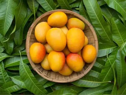 Indian mango popular in the world! 567 tonnes of exports from Mumbai to America, more than 40 countries have benefited | भारतीय आंबा जगात भारी! मुंबईतून अमेरिकेला ५६७ टन निर्यात, ४० पेक्षा जास्त देशांना लागली गोडी