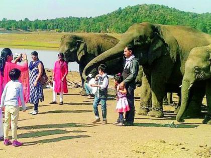 Kamalapur Elephant Camp | कमलापूरचा हत्ती कॅम्प