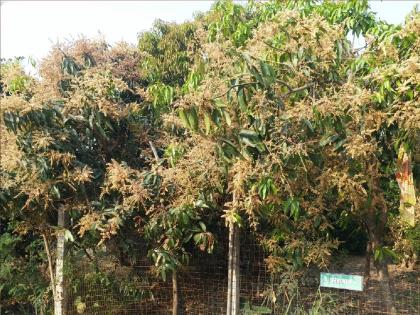 Mango orchards planted in the kitchen gardens planted by Manyachiwadi village on the wastewater of the village satara | सांडपाण्यावरील परसबागेतील आमराई मोहराने फुलली, मान्याचीवाडी ग्रामस्थांचा अनोखा प्रयोग