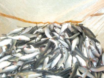 Mafsu fish seeds for the prosperity of tribals | आदिवासींच्या समृद्धीसाठी माफसूचे मत्स्यबीज