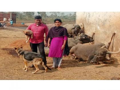 The couple prospered from dairy business; earning lakhs in a year | आधुनिक युगात पाळल्या म्हशी, लाखोंचे उत्पादन आता दरवर्षी