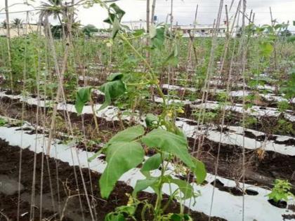 Rains add to farmers hard work Marigold, cowpea, flower and green beans suffer huge losses | पावसाने शेतकऱ्यांच्या कष्टावर पाणी; झेंडू, चवळी, फ्लॉवर व फरसबीचे प्रचंड नुकसान