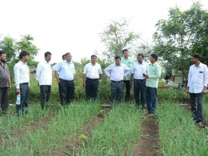 Planting of onion made in 80 acres of land in the Solapur district | सोलापूर जिल्ह्यात स्प्रिंकलरव्दारे ८० एकरावर केली कांद्याची लागवड