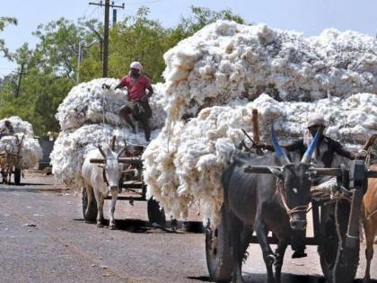 Only three centers in Washim district for government cotton procurement | शासकीय कापूस खरेदीसाठी वाशिम जिल्ह्यात केवळ तीन केंद्र