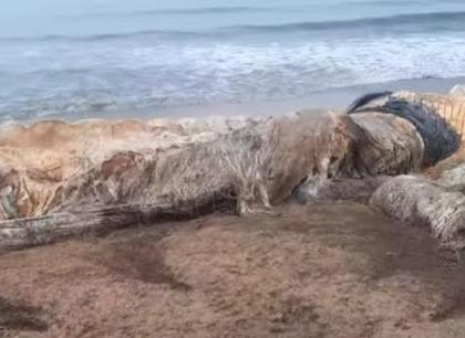 A giant fish was found dead at Mirya beach in Ratnagiri | रत्नागिरीच्या मिऱ्या समुद्रकिनारी मृतावस्थेत आढळला महाकाय मासा