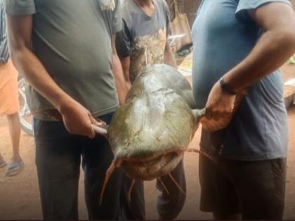 38 kg fish caught in the net | अबब... जाळ्यात अडकला ३८ किलोचा मासा