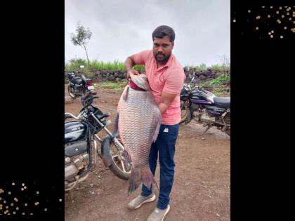 25 kg fish found in Ujni solapur | अबब... उजनीमध्ये सापडला २५ किलोचा मासा!