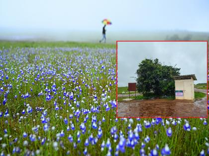 Entrance fee to Masai Plateau in Kolhapur district now Action will be taken against those who enter without permission | Kolhapur: मसाई पठारावर आता प्रवेशशुल्क; विनापरवाना प्रवेश, गैरप्रकार करणाऱ्यांवर कारवाई होणार
