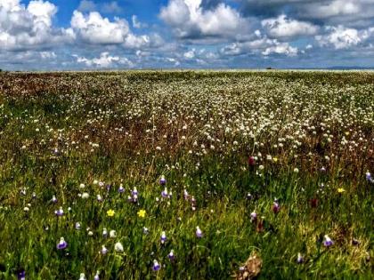 The season of wildflowers begins on the Masai plateau of Kolhapur district, Crowd of tourists | कोल्हापूर: मसाई पठारावर रानफुलांची मुक्त उधळण, पर्यटकांची होवू लागली गर्दी