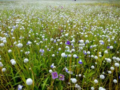 Keep natural flowers precious on the Masai Plateau | मसाई पठारावर रंगीबेरंगी नैसर्गिक रानफुलांची मुक्त ऊधळण