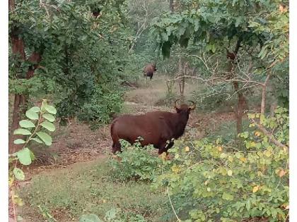 FDCM deforestation destroys wildlife habitat | एफडीसीएमच्या जंगलताेडीमुळे वन्यप्राण्यांचा निवारा नष्ट