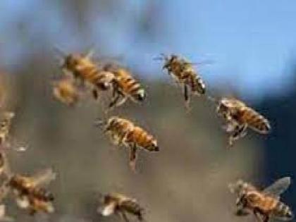 five farmers in goregaon taluka were attacked by bees in gondia | गोरेगाव तालुक्यातील पाच शेतकऱ्यांना मधमाश्यांचा हल्ला