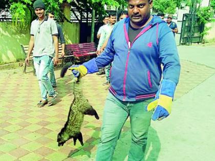 Masnya Ud found on a tree in Bajajnagar, in Nagpur | नागपुरातील गजबजलेल्या बजाजनगरात झाडावर आढळला मसन्या उद