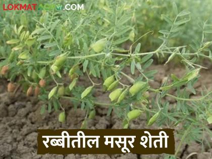 Latest nnews Masur sheti Top masoor lenlit varities will benefit farmers in lakhs know how | Masur Sheti : मसुरच्या कमी पाण्यात जास्त उत्पादन देणाऱ्या जाती कोणत्या? जाणून घ्या सविस्तर Latest nnews Masur sheti Top masoor lenlit varities will benefit farmers in lakhs know how | Masur Sheti : मसुरच्या कमी पाण्यात जास्त उत्पादन देणाऱ्या जाती कोणत्या? जाणून घ्या सविस्तर