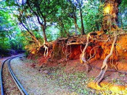 Need for the rearing of trees in Matheran | माथेरानमधील वृक्षांच्या संगोपनाची गरज