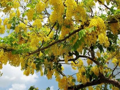 It will rain soon this year | यंदा लवकरच येईल पाऊस... बाहवा, पावशा देताहेत संकेत