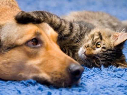 petting a dog a cat did you get a license the record remains with the veterinary department of the municipality | कुत्रा, मांजर पाळताय; तुम्ही परवाना घेतला का? पालिकेच्या पशुवैद्यकीय विभागाकडे राहते नोंद