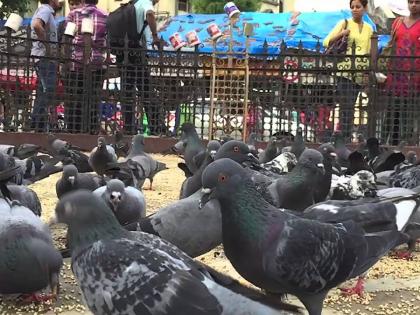 Pigeon houses in public places should be closed - Former Mayor Shubha Raul | सार्वजनिक ठिकाणी असलेले कबुतरखाने बंद करायला हवेत - माजी महापौर शुभा राऊळ