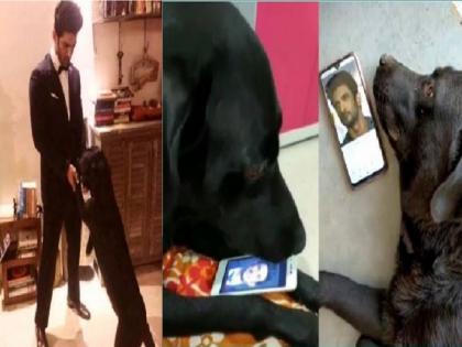sushant singh rajput doggy fudge is missing him manveer gurjar has shared heartbreaking picture | Watch Video: सुशांतच्या लाडक्या कुत्र्याने सोडले जेवण, रात्रंदिवस न्याहाळतो मालकाचा फोटो 