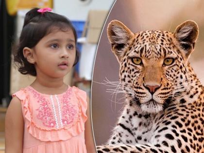 leopard on kamya panjabi new tv show neerja ek nayi pehchaan at mumbai film city | बिबट्या आला रे आला...! मायरा वायकुळच्या मालिकेच्या सेटवर घुसला बिबट्या, व्हिडीओ होतोय व्हायरल