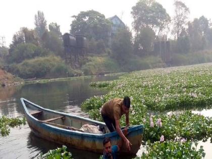  Commissioner Dr. Ulhas river basin for removal of water birds. Bhausaheb Dangde has immediately issued a tender and appointed a contractor | उल्हास नदी पात्रातील जलपर्णी काढण्यास सुरुवात; आयुक्तांनी तातडीने काढली निविदा 