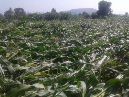 Crops on 30,000 hectares in Dhule taluka have been affected due to heavy rains | अतिवृष्टीमुळे धुळे तालुक्यात ३० हजार हेक्टर क्षेत्रावरील पिकांना फटका