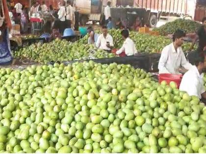 Inflow of mangoes decreased in Kalmana market; Increase in rates due to decline in income | कळमना मार्केटमध्ये आंब्यांची आवक घटली; आवक घटल्यामुळे दरांमध्ये वाढ