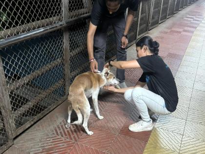 unique dog vaccination campaign at kalyan railway station | कल्याण रेल्वे स्थानकात कुत्र्यांची अनोखी लसीकरण मोहीम; ३१ श्वानांना दिली लस