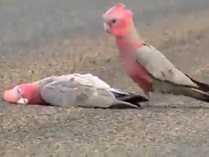 bird is paying farewell to his partner emotional video goes viral on social media | आपल्या बांधवाला निरोप देताना पक्ष्याने जे केलं ते पाहुन तुम्हाला अश्रु होतील अनावर, पाहा व्हिडिओ