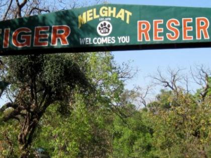 Order of the High Court: Take action against the villagers who are in the Melghat forest | हायकोर्टाचा आदेश : मेळघाट जंगलात शिरलेल्या गावकऱ्यांवर कारवाई करा