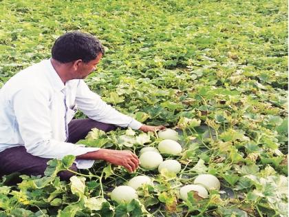 Farmer's successful melon farming in 'off Season' in Hingili district | ‘आॅफ सिजन’मध्ये फुलविली खरबुजाची बाग