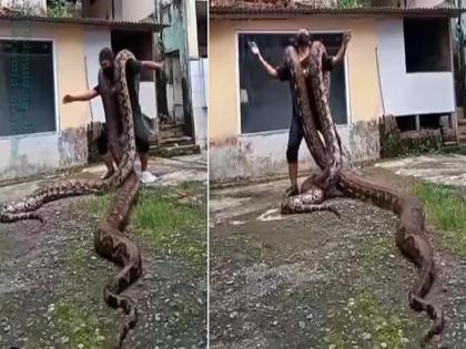 Man loaded two dangerous pythons on his shoulders then start doing dance | दोन खतरनाक अजगर खांद्यावर घेऊन त्याने केलं असं काही, बघा थक्क करणारा व्हिडीओ