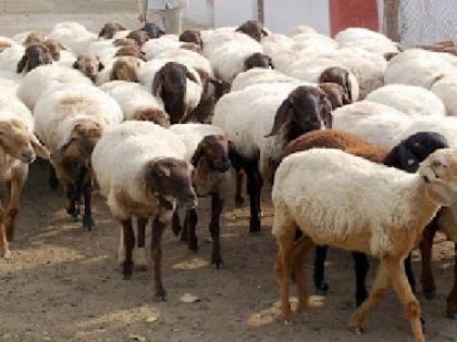 a fast moving truck crushed hundreds of sheep at Paratwada-Anjangaon road | भरधाव ट्रकने शंभरावर मेंढ्यांना चिरडले, परतवाडा-अंजनगाव मार्गावरील घटना