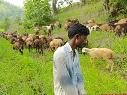 complaint registered against four for robing Sheep grazed in the restricted area of ​​the sanctuary | अभयारण्यातील प्रतिबंधात्मक क्षेत्रात मेंढ्या चारणे भोवले